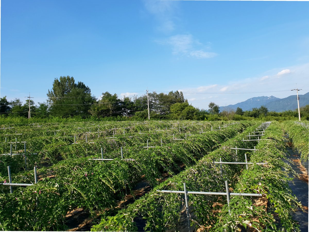 거창 블루베리 열매