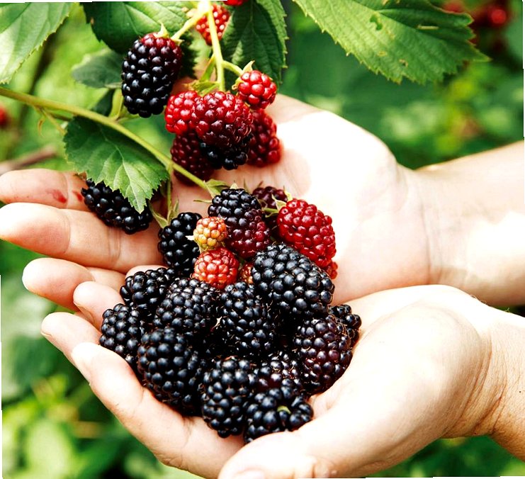 블루베리 수확 시기 거창